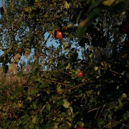 Zar - Gorzelnia W Zarnowcu Zarnowiec