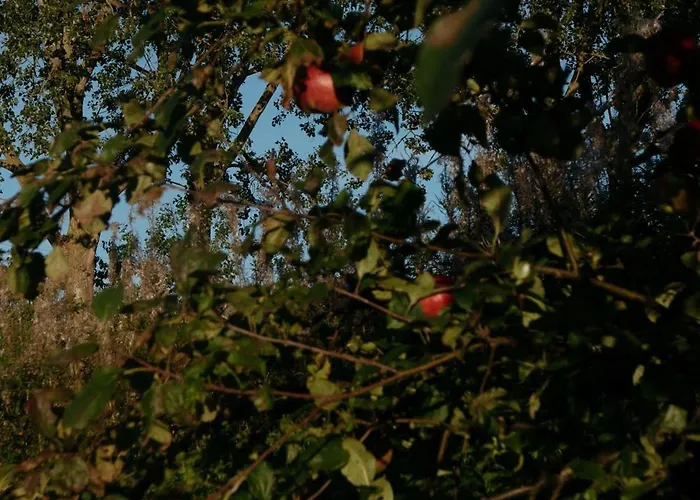 Zar - Gorzelnia W Zarnowcu Zarnowiec